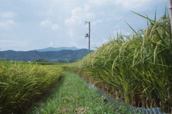 A rice field near Hirosawa pond with a view of Mt. Atago in the background. 